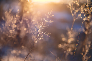 谁能给我一些蜘蛛、蜈蚣和蝎子的英文名